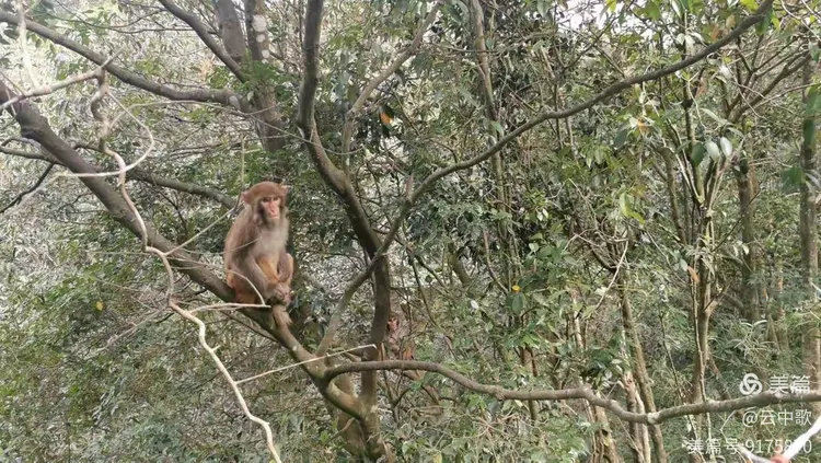 山中无老虎，猴子称大王。